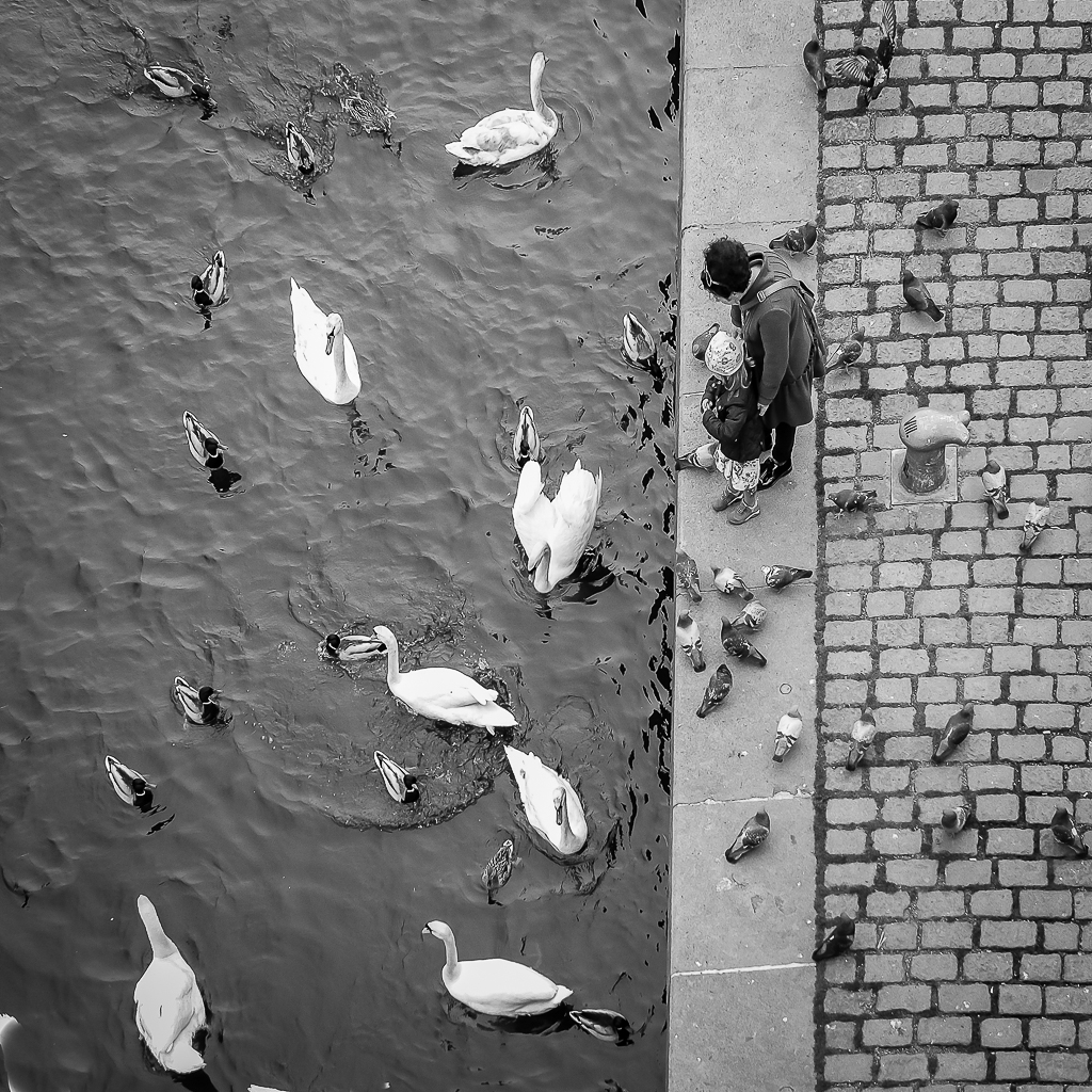 Sous les pavés, les plumes